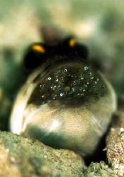 gold spec Jawfish brooding eggs in mouth by Roger Munns 